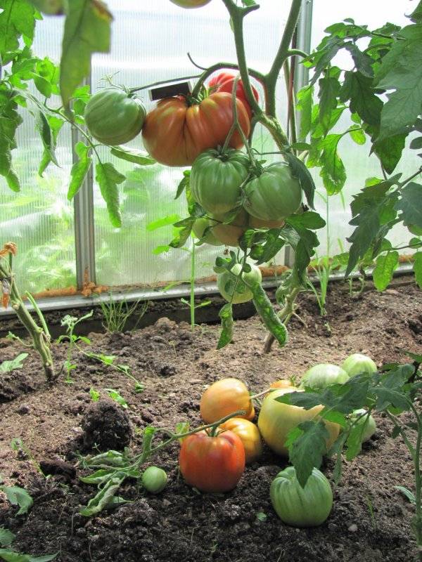 Выращивание огурцов и томатов в одной теплице