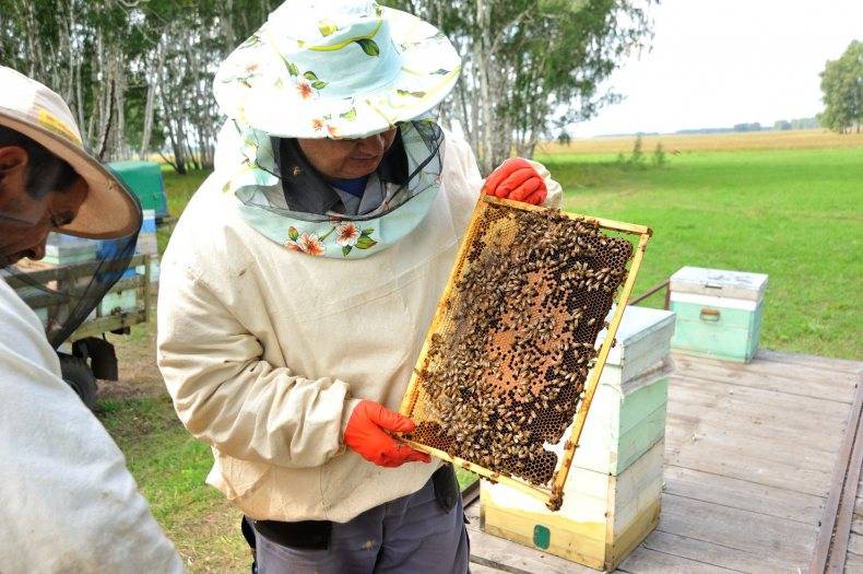 Как ухаживать за пчелами: содержание и ветеринарно санитарные правила