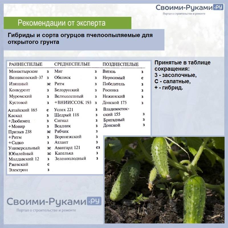 О выращивании огурцов в открытом грунте в Сибири: как высаживать, технологии роста
