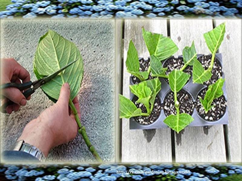 Как размножить гортензию садовую метельчатую, крупнолистную, иную: как развести в домашних условиях, укоренить летом, и нюансы черенкования, деления куста