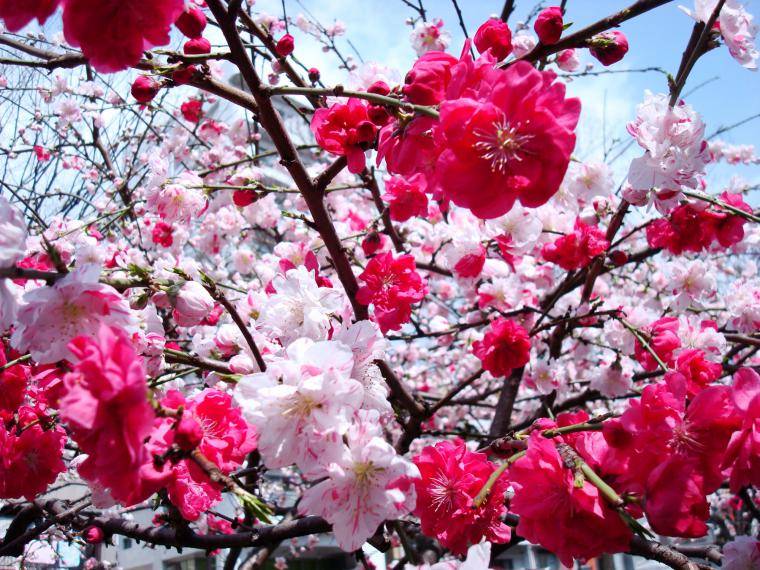 Виды и значения японских цветов
