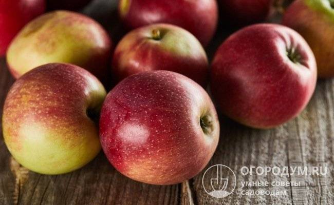 Сорт яблони елена, описание, характеристика и отзывы, а также особенности выращивания данного сорта