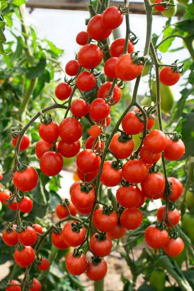 ✅ утренняя роса: описание сорта томата, характеристики помидоров, посев