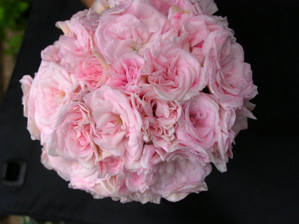 ✅ о пеларгонии millfield rose (милфилд роуз): описание и характеристики сорта