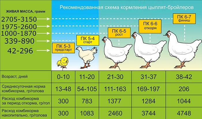 Чем кормить цыплят в зависимости от возраста