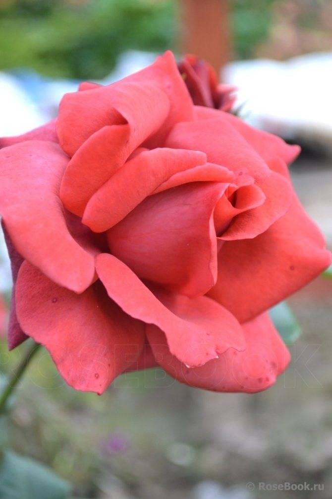 Парковая грандифлора терракота: что это за сорт роз, характеристики шраба