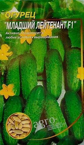 Все о сорте огурцов гуннар: описание, агротехника выращивания и уход