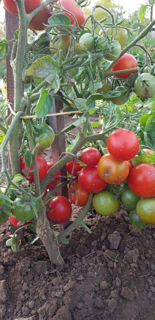 Лучшие высокорослые помидоры для теплицы и огорода