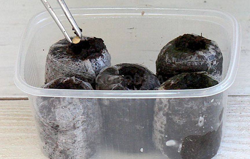 О том, как посадить огурцы в торфяные горшочки на рассаду