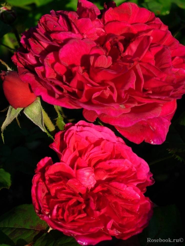Роза бургунд (burgund) — характеристики и описание