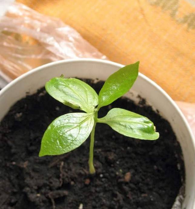 Как вырастить хурму из косточки в домашних условиях, инструкция по выращиванию