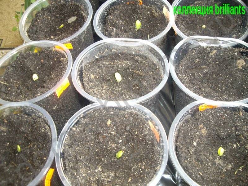 Подготовка семян арбуза к посадке: обработка, выращивание