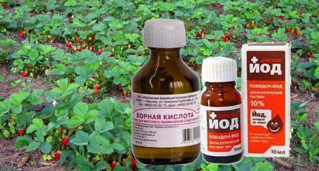 Подкормка клубники весной для большого урожая: йодом, борной кислотой, удобрениями |
