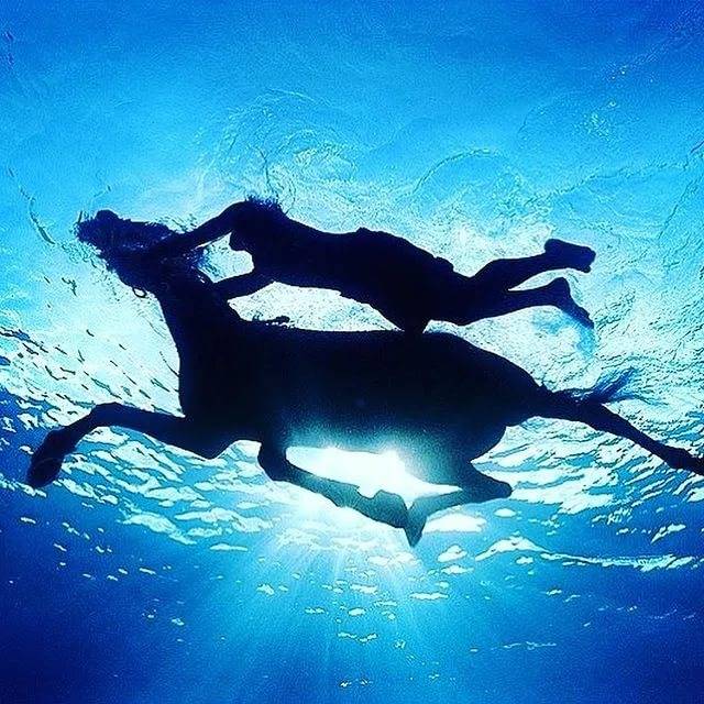Умеют ли лошади плавать? (видео)