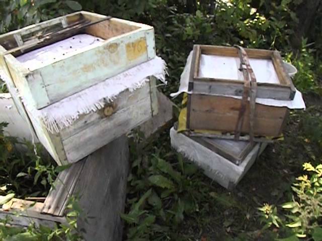 Работы на пасеке в августе-сентябре: подкормка и подготовка пчел к зиме