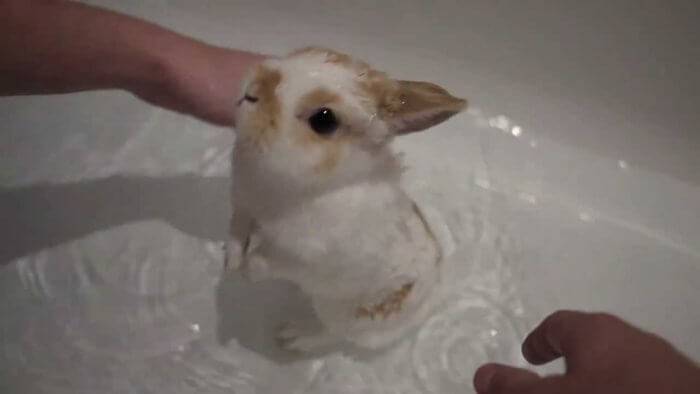Мытье декоративного кролика