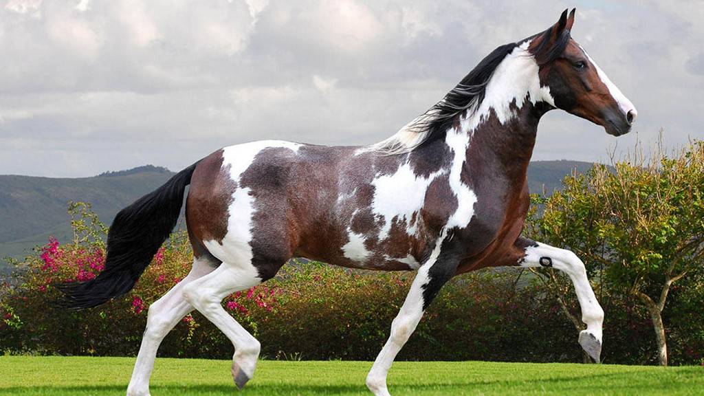 ᐉ самые редкие породы лошадей в мире - zooon.ru