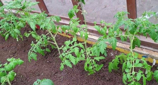 Чем подкормить помидоры после высадки в открытый грунт в 2021: сроки, лучшие средства