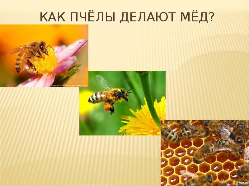 Как пчелы ? делают мед, время медосбора, сколько меда собирает пчела,из чего пчелы делают мед, сбор нектара и пыльцы, видео,