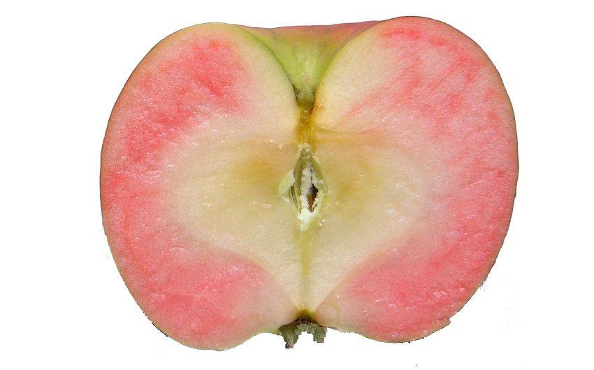 Особенности выращивания и ухода за яблоней сорта розовый жемчуг