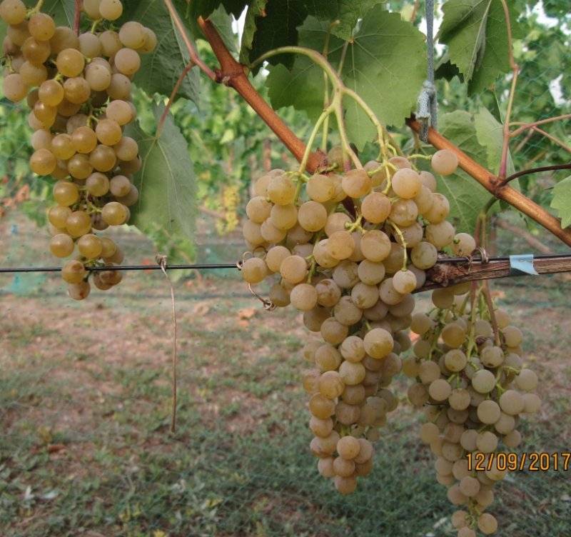 Виноград цитронный магарача: что нужно знать о нем, описание сорта, отзывы