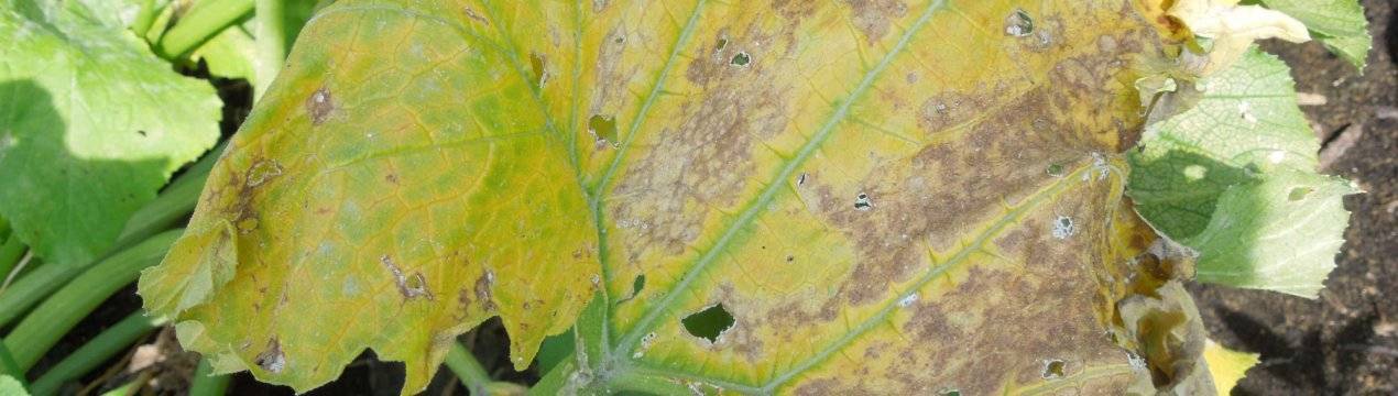 Почему желтеют кабачки: листья, завязи, что делать