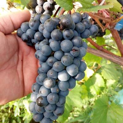 12 лучших винных сортов винограда для северного виноградника на supersadovnik.ru