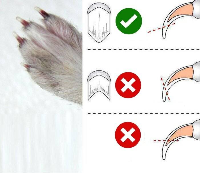 Как подстричь когти декоративному кролику: подробная инструкция