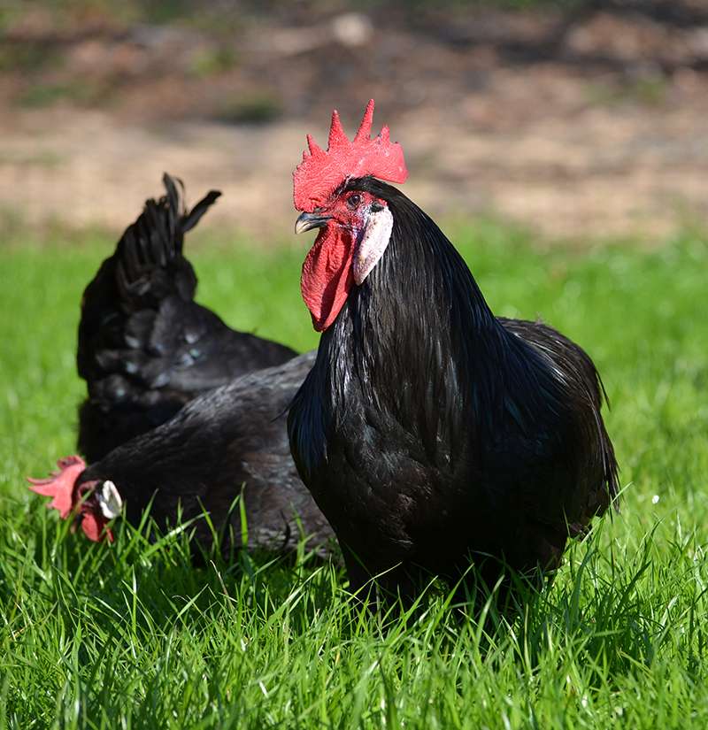 О породе кур Барбезье: описание и характеристика, как отличить пол цыпленка