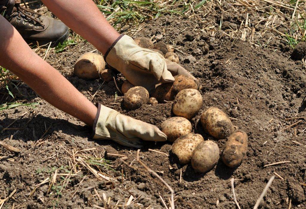 Как копать картошку, чтобы сохранить ее целой и невредимой: секреты опытных дачников
