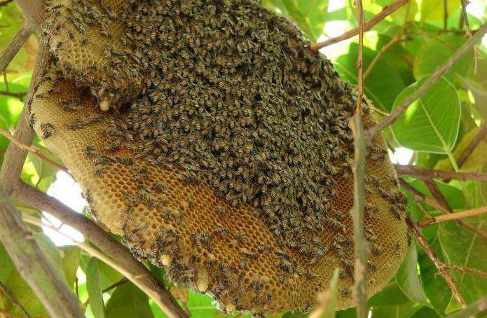 Как избавиться от пчел в стене дома