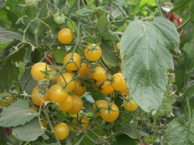 Томат вишня желтая: описание сорта, отзывы, фото, урожайность | tomatland.ru