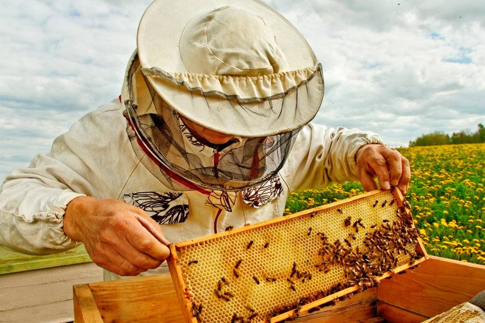 Пчелы в августе: работы на пасеке, как правильно ухаживать летом, лечение