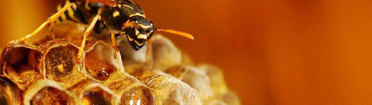 Об осином меде: делают ли осы мед, как собирают и производят осиный мед