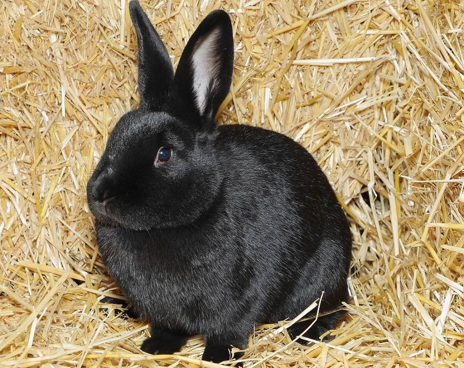 Породы кроликов: фото, названия и описание