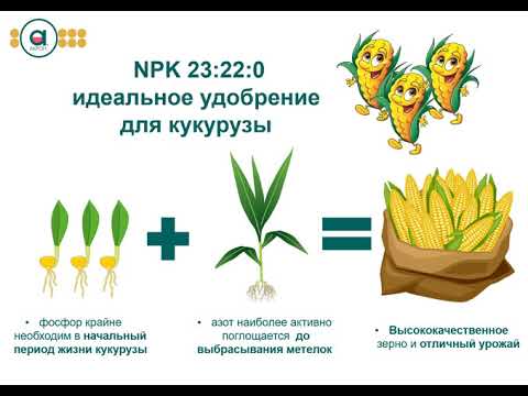 Принципы листовой подкормки кукурузы