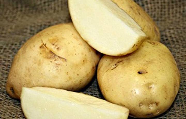 Картофель лилея: описание, характеристика и выращивание сорта, урожайность и вкусовые качества, особенности посадки и ухода, фото