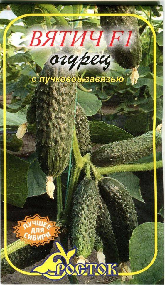 Огурец вятич f1 – описание и характеристики раннего, высокоурожайного сорта