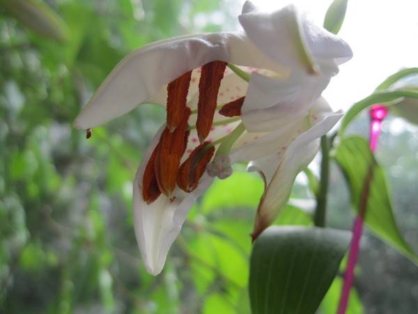 Почему у лилии подсыхают и опадают бутоны? пышное цветение лилий – как ухаживать за лилиями до цветения, во время него и после.