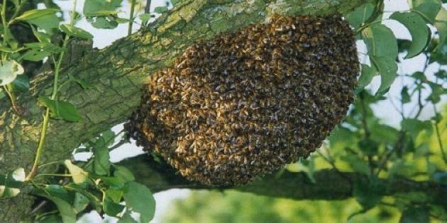 Рой пчел: роение и меры его предупреждения