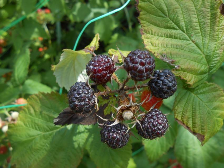 Черная малина - описание растения, сорта, уход и выращивание