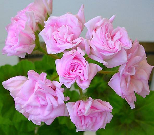 ✅ о пеларгонии millfield rose (милфилд роуз): описание и характеристики сорта