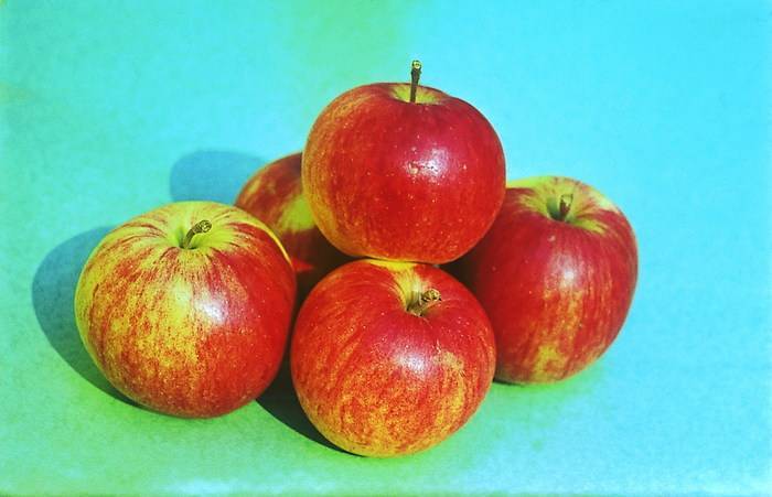 Сорт яблони "бессемянка мичуринская"