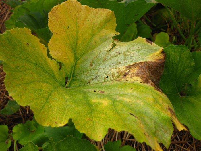 Плоды кабачков желтеют и гниют – что произошло с молодым урожаем и как исправить проблему — agroxxi