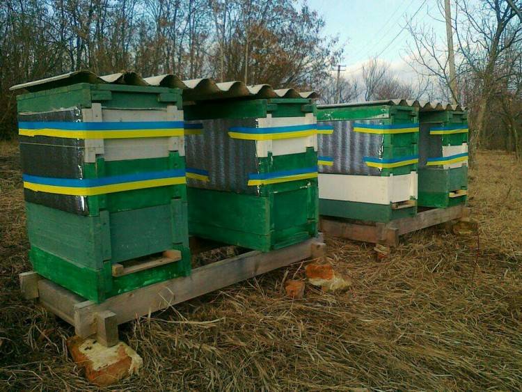Безроевое пчеловождение и особенности содержания пчел