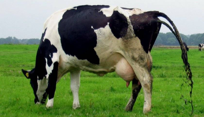 Как и чем лечить понос у коровы