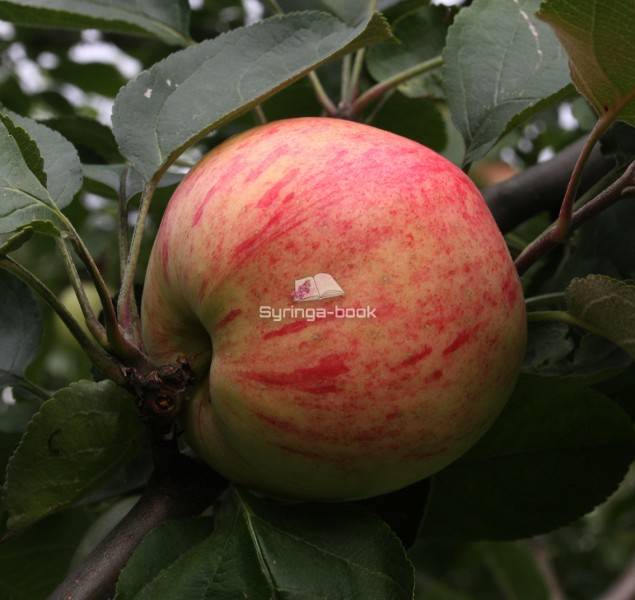 Сорт яблони подарок садоводам характеристика агротехника выращивания - агро эксперт