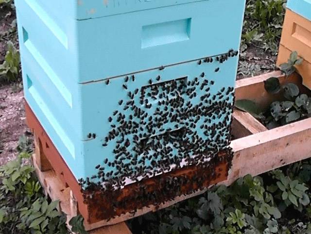 Муравьинка для пчел. как обработать пчел муравиной кислотой от клеща