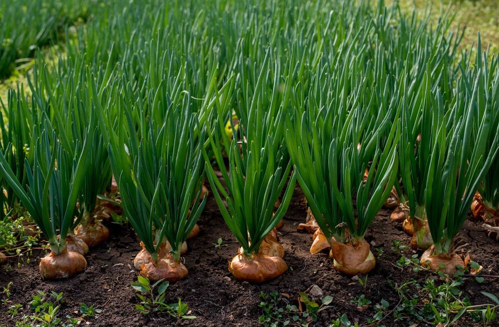 Простые советы как правыльно посадить лук севок — как сажать лук севок 10 советов от бабушки сони