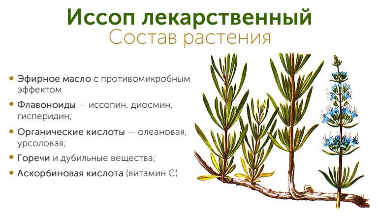 Трава иссоп: лечебные свойства и противопоказания, химический состав, применение, отзывы